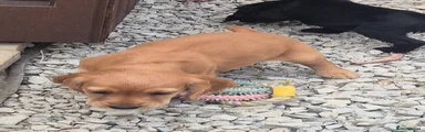 Cocker Spaniel 4