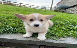 Welsh Corgi Pembroke dogs for sale: Stunning KC Registered Corgis - Image 10