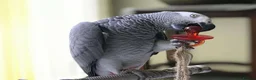 Parrots birds for sale: Congo African Grey Parrot in Leeds - Advert 2