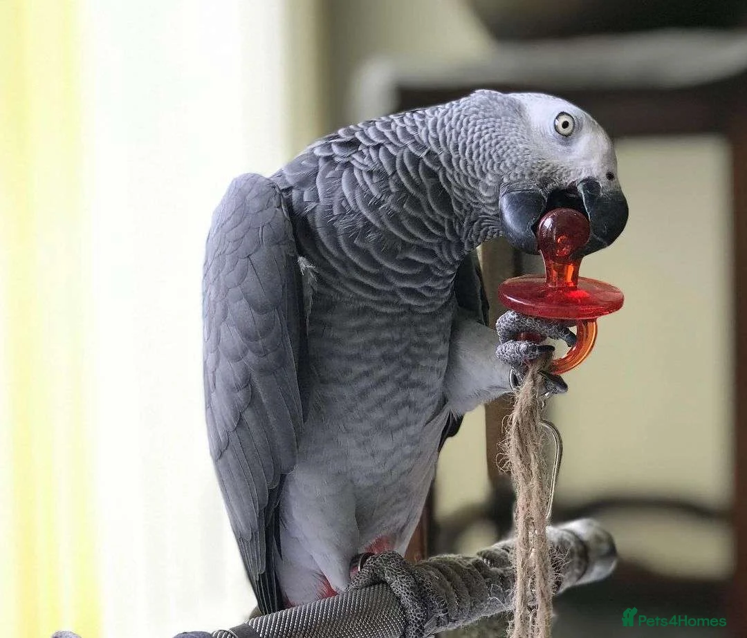 Parrots birds for sale: Congo African Grey Parrot in Leeds - Advert 2
