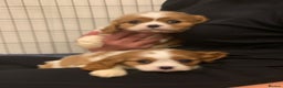 Cavalier King Charles Spaniel dogs for sale: HEALTH TESTED PARENTS King Charles cavalier pups  - Advert 11