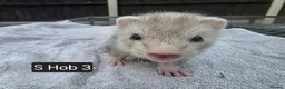 Ferret rodents for sale: Full, Semi & Half Angora Kits - Advert 10