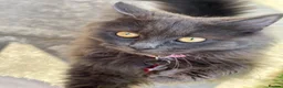 Mixed Breed cats for sale: Beautiful Mixed breed longhair kittens - Advert 1