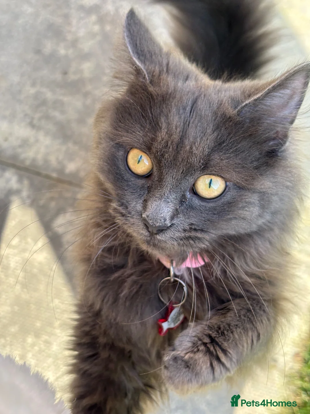 Mixed Breed cats for sale: Beautiful Mixed breed longhair kittens - Advert 1