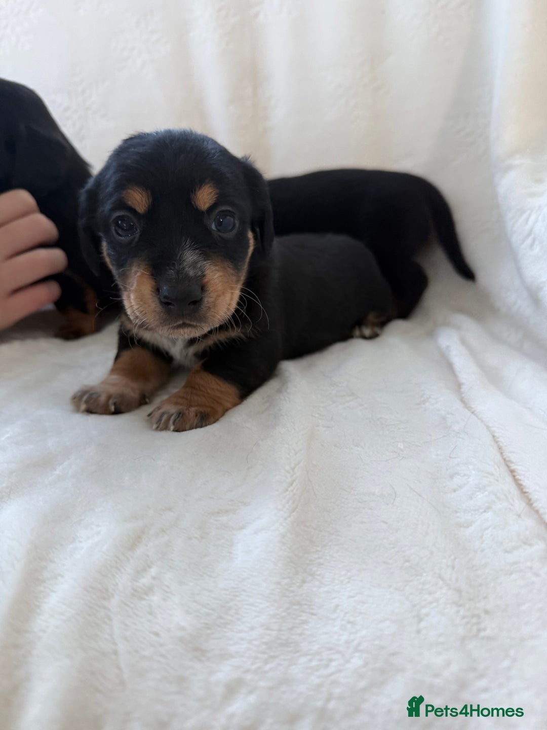 Mixed Breed dogs for sale: Beautiful jackadac puppys  - Advert 6