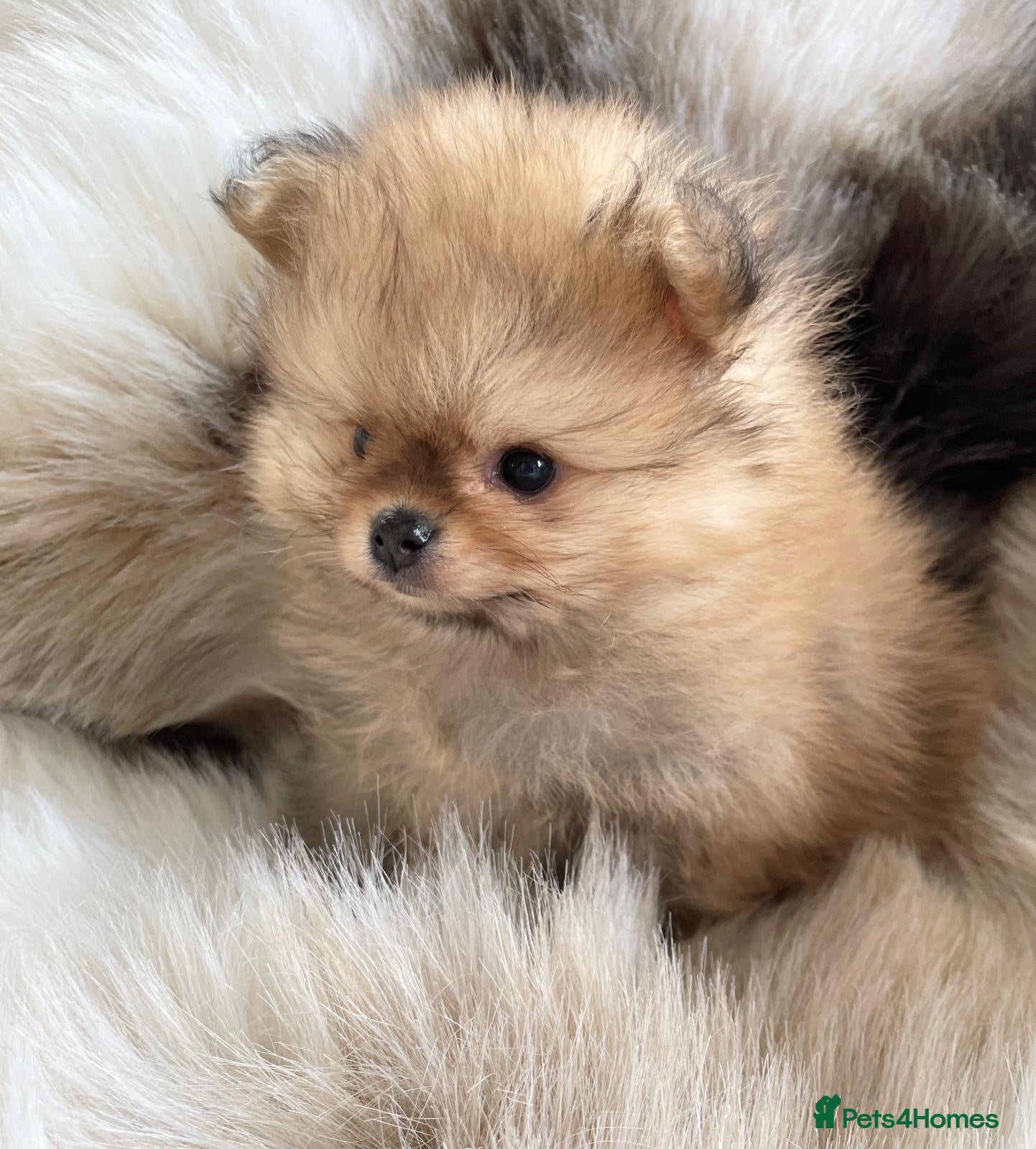 Pomeranian dogs STUNNING KC TINY POMERANIAN PUPPIES  - Advert 16