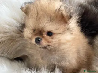Pomeranian dogs STUNNING KC TINY POMERANIAN PUPPIES - Advert 16