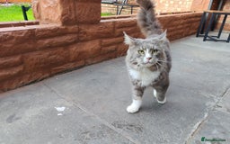 Maine Coon cats for sale: Handsome Blue Tabby with White Boy🐾 - Image 3