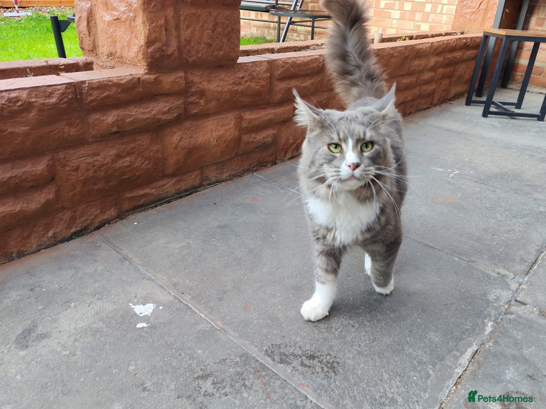 Maine Coon cats for sale: Handsome Blue Tabby with White Boy🐾 - Image 3