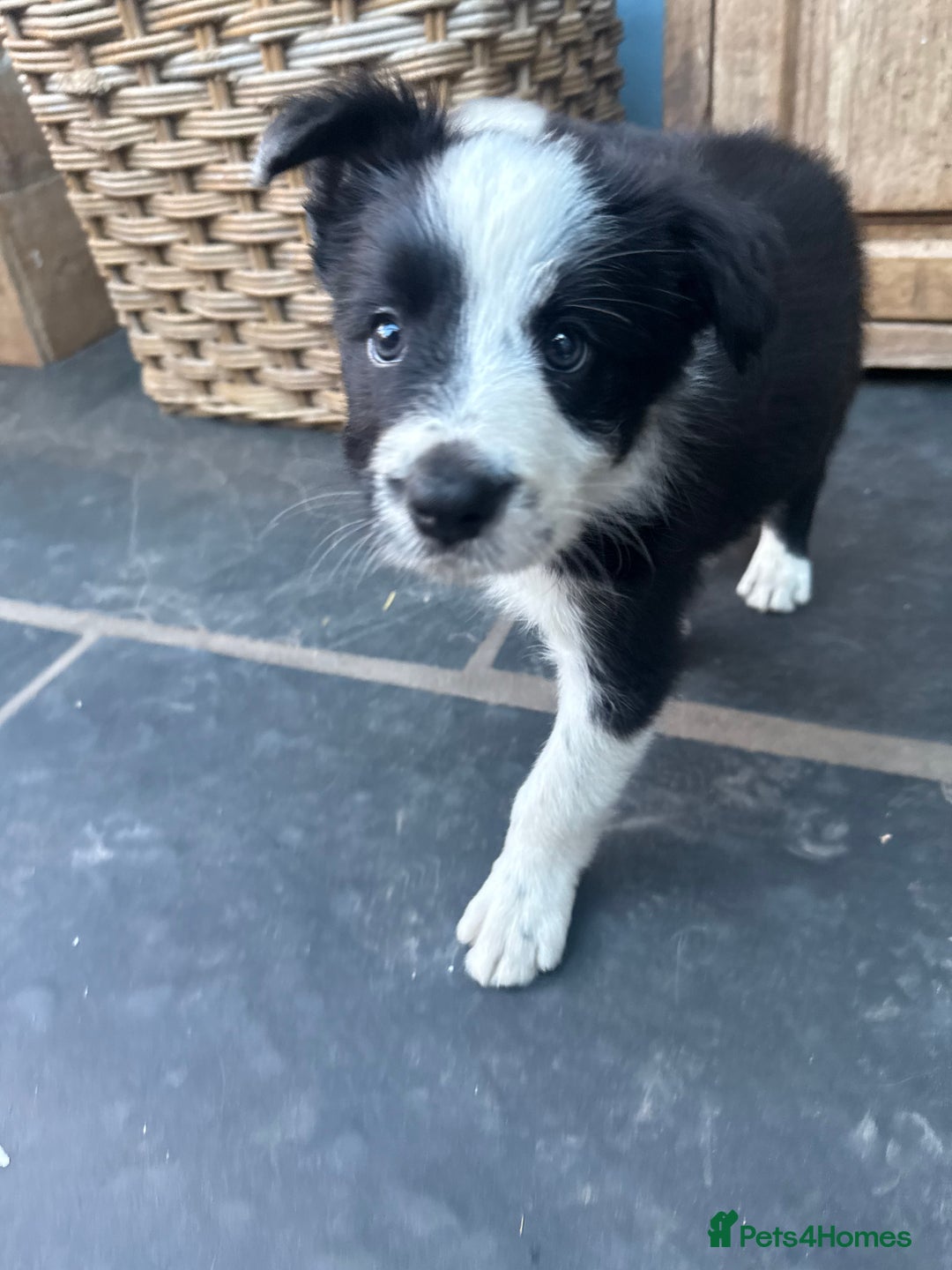 Mixed Breed dogs for sale: Border colllie/bearded collie pups  - Image 27