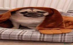 Pug dogs for sale: Porscha requires new home as moving abroad  - Image 11