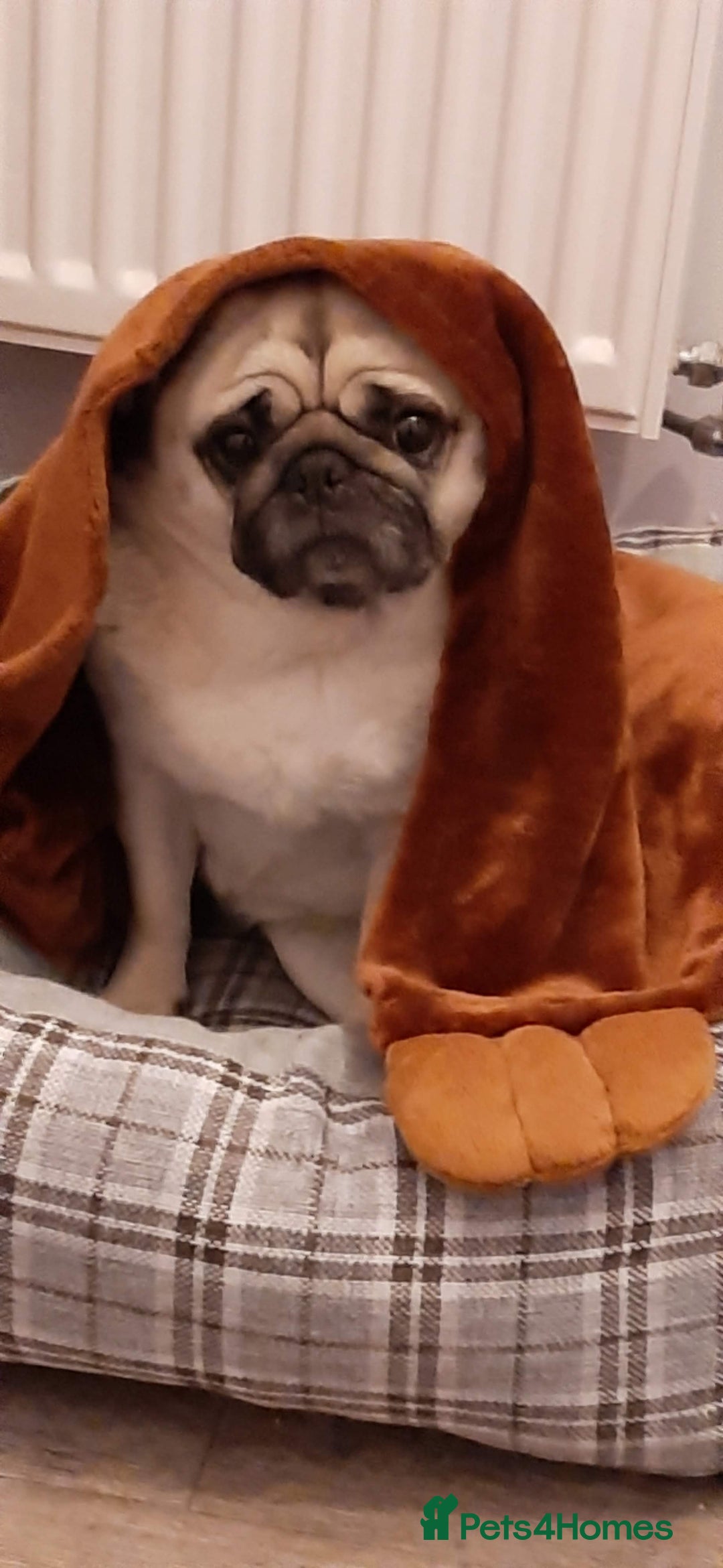 Pug dogs for sale: Porscha requires new home as moving abroad  - Image 11