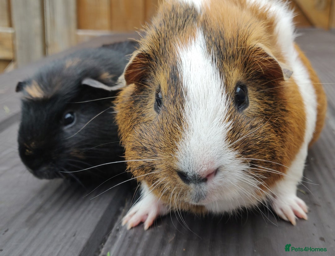 Guinea Pig rodents for sale: Happy, Healthy, Handsome & Confident Pet Boars - Image 12