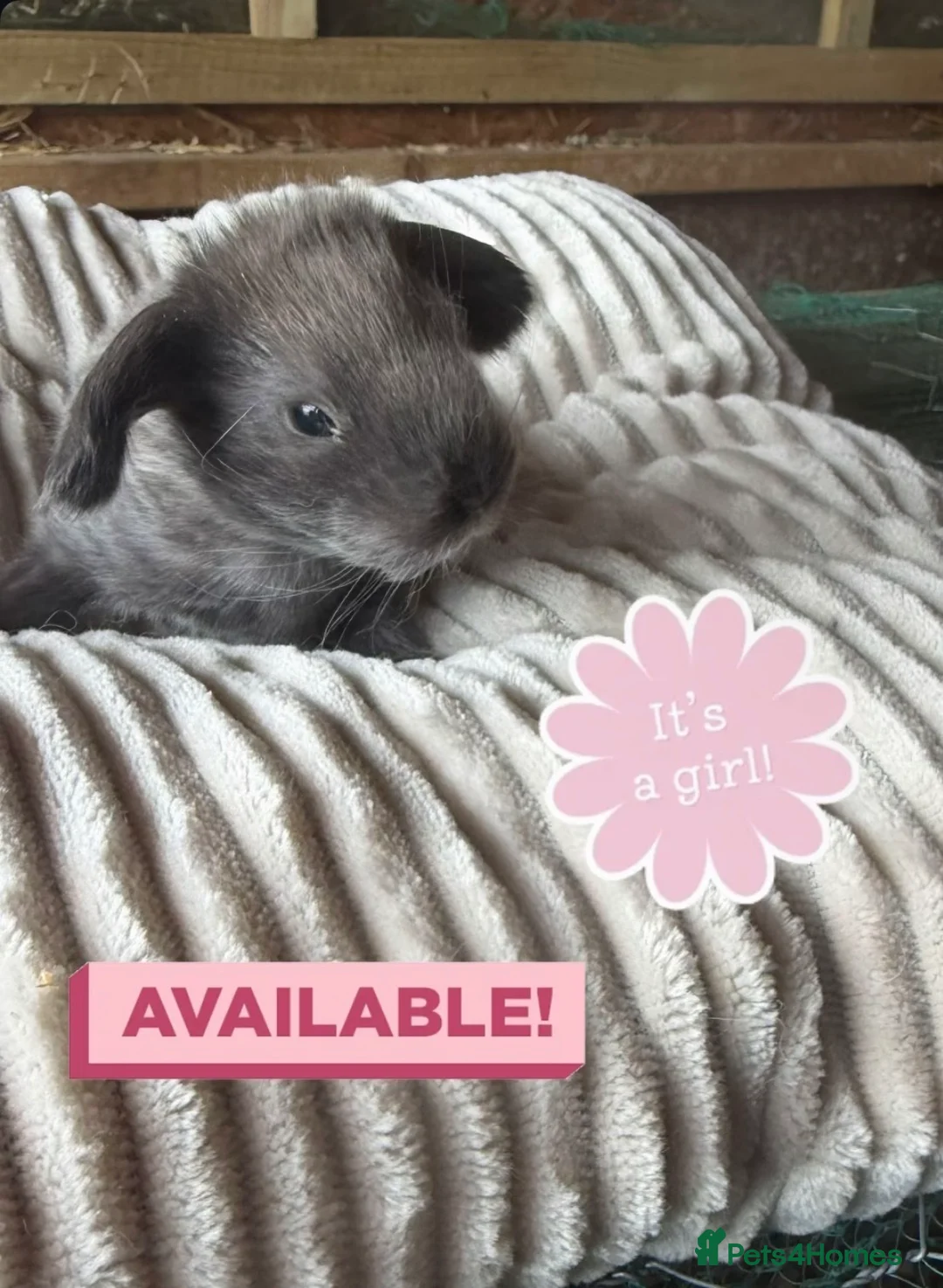 Mini Lop rabbits for sale: French lops and mini lop babies available! 🐰🤍✨ - Advert 7
