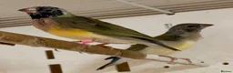 Finches birds for sale: Female Gouildian finches available young  - Advert 3