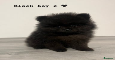 Pomeranian dogs - Advert 6