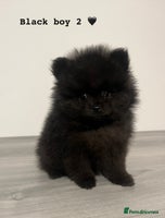 Pomeranian dogs - Advert 6