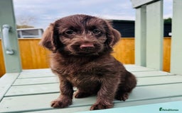 Labradoodle dogs for sale: Chocolate Merle Labradoodle Babies 🐾🐾🐾 - Advert 5