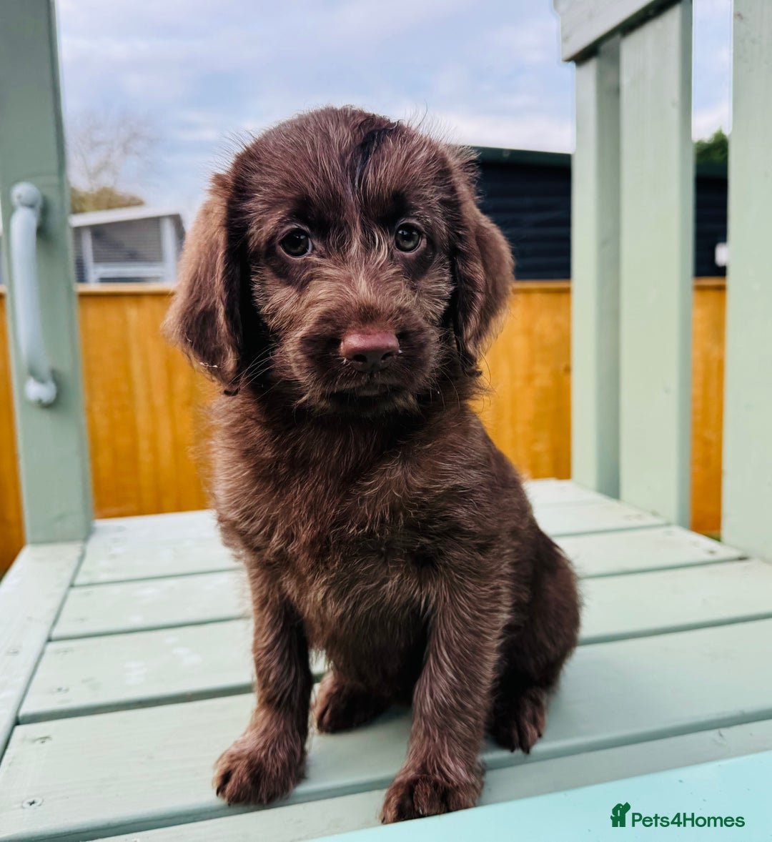 Labradoodle dogs for sale: Chocolate Merle Labradoodle Babies 🐾🐾🐾 - Advert 5