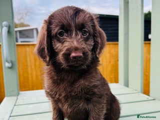 Labradoodle dogs Chocolate Merle Labradoodle Babies 🐾🐾🐾 - Advert 4