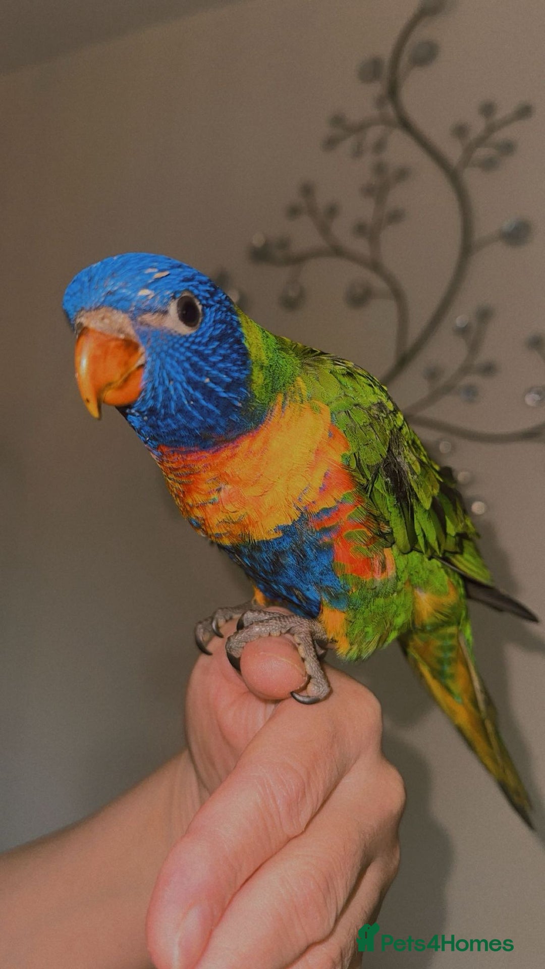 Lorikeets birds for sale: Beautiful Baby lorikeet Fully tame Dewsbury  - Advert 3