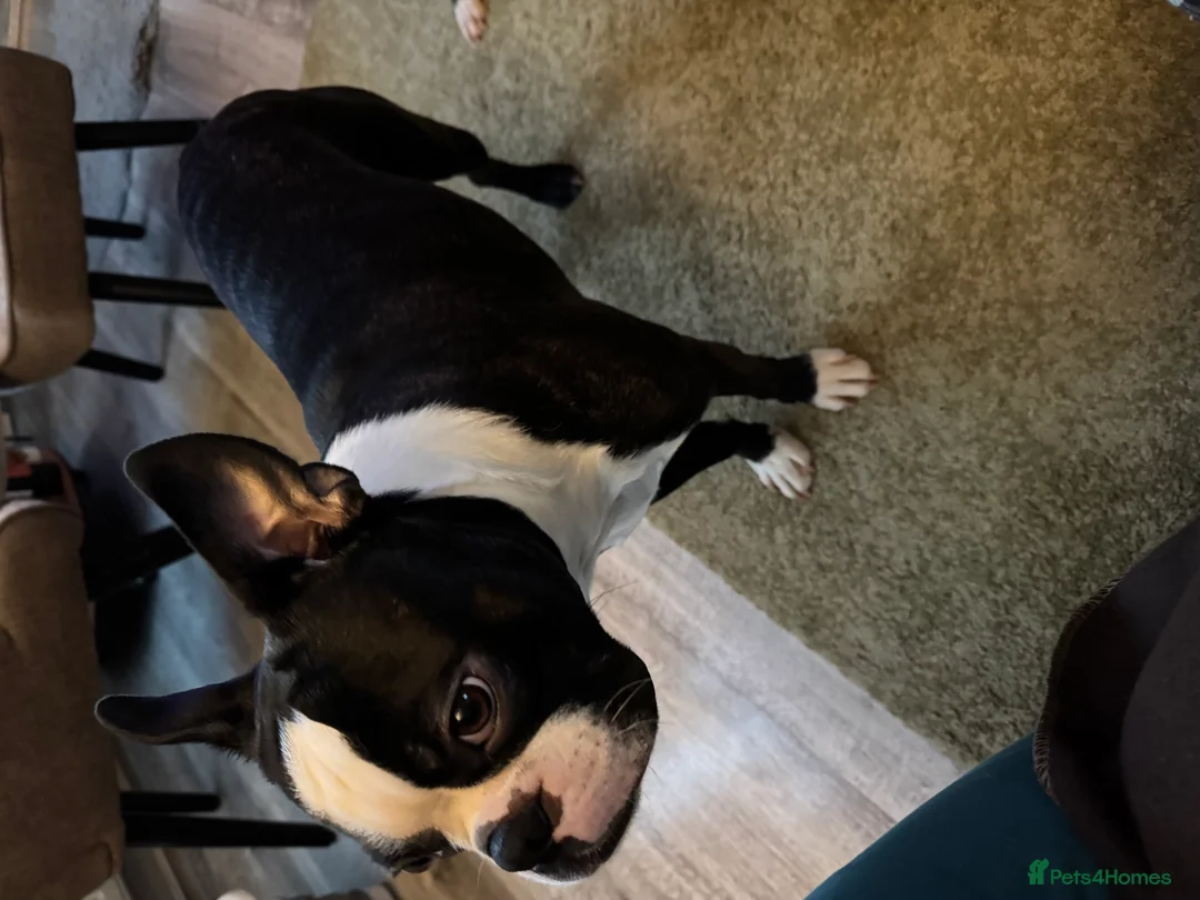 Boston Terrier dogs for stud: Prince of Peacock Boston ready for stud - Advert 2