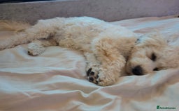 Maltipoo dogs for sale: Loveable Maltipoo Male - Image 2