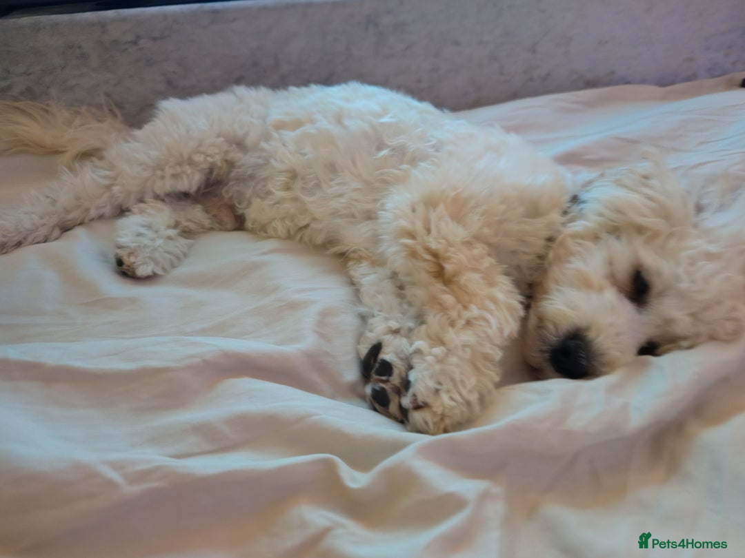 Maltipoo dogs for sale: Loveable Maltipoo Male - Image 2