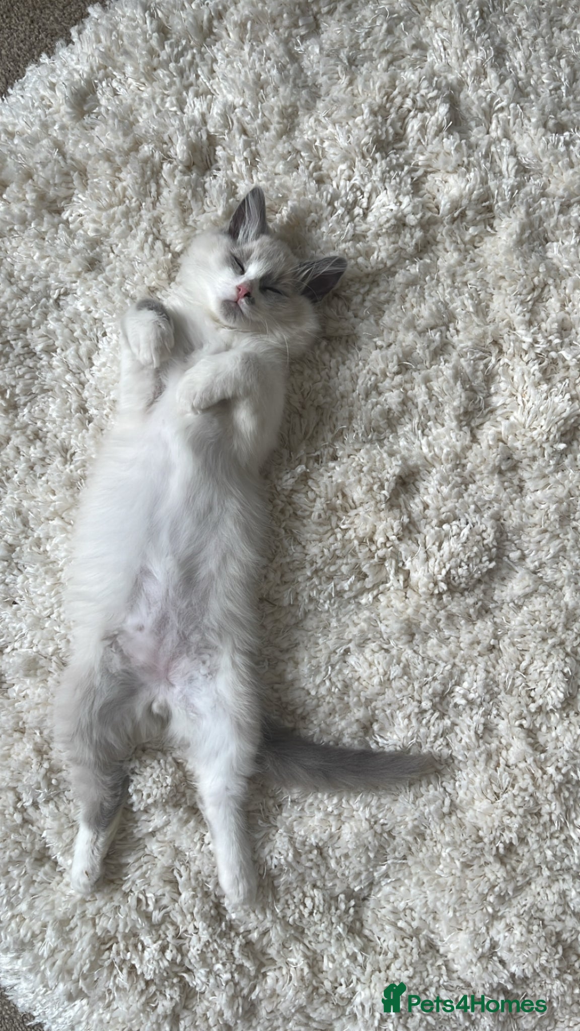 Ragdoll cats Male ragdoll kittens  - Advert 4