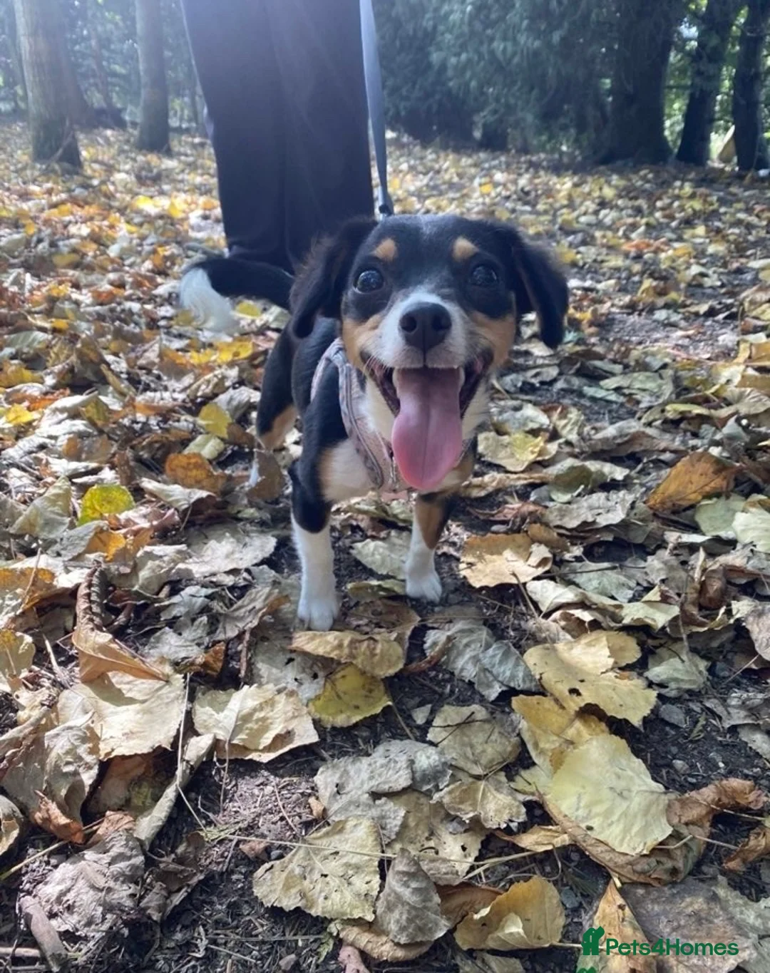 Jackshund dogs for sale: Luna (1 years old) in Thirsk - Advert 1