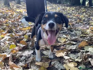 Jackshund dogs Luna (1 years old) - Advert 1