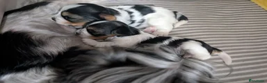 Biewer Terrier 1st pup 