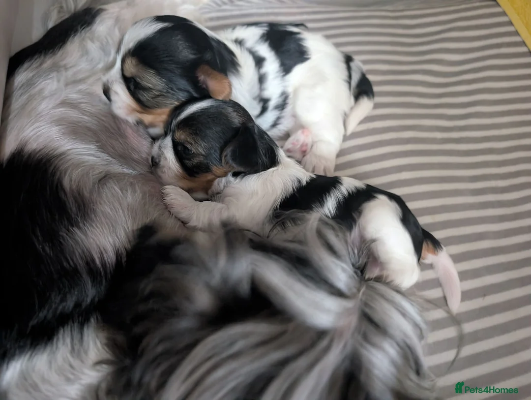 Biewer Terrier dogs for sale: Biewer terrier puppies x 2 boys in Barnet - Advert 2