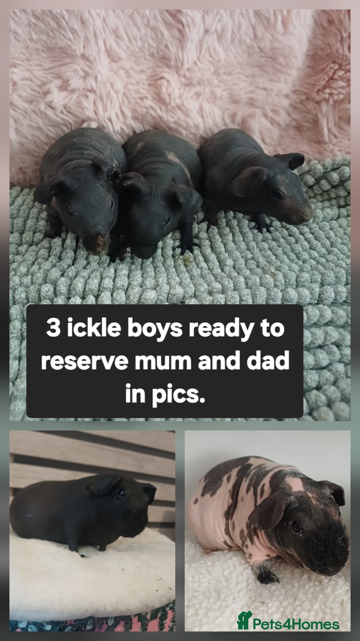 Guinea Pig rodents Skinny/wolfies & longhaired piggies  - Advert 21