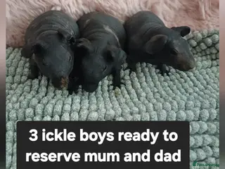 Guinea Pig rodents Skinny/wolfies & longhaired piggies - Advert 21