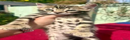 Keetso cats for sale: Superb rare polydactyl curled eared keetsos  - Advert 6