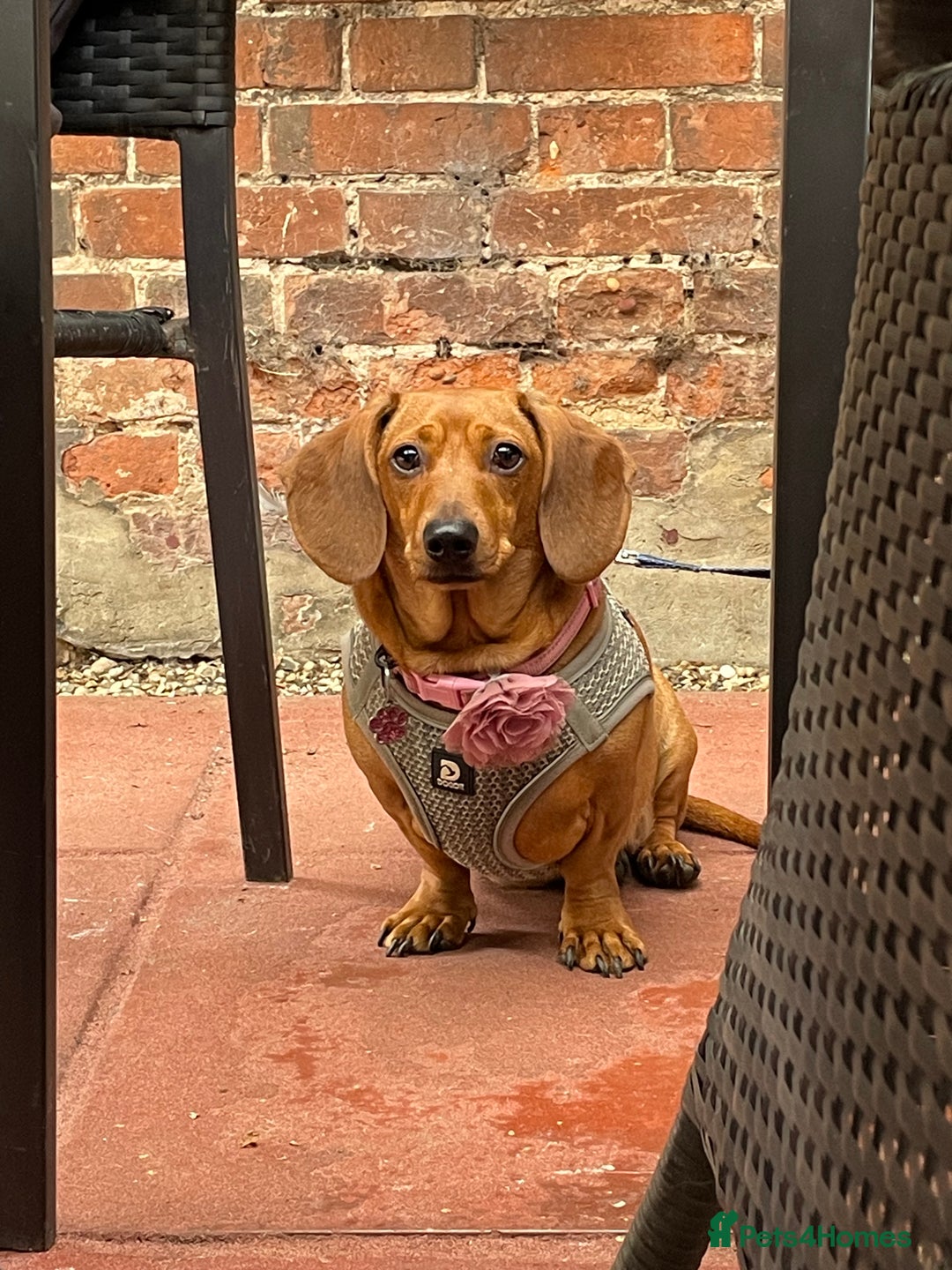 Dachshund dogs for sale: Beautiful male dachshund for sale  - Image 2