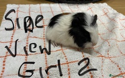 Guinea Pig rodents for sale: 3 Female Guinea Pigs - Image 5