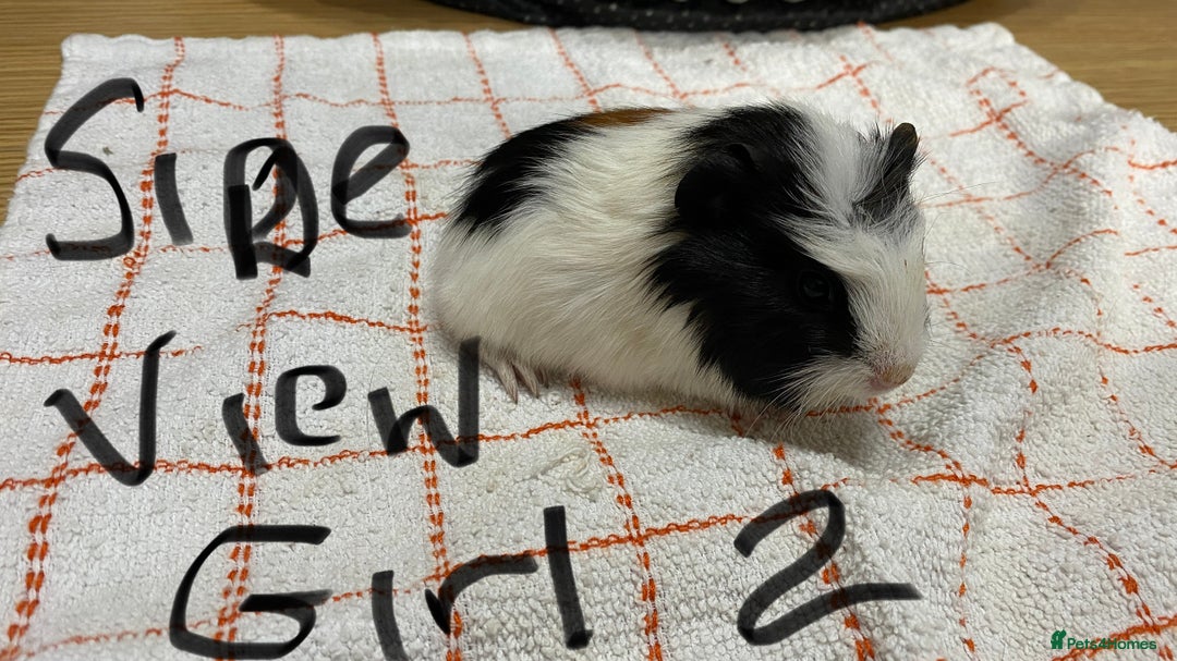 Guinea Pig rodents for sale: 3 Female Guinea Pigs - Image 5