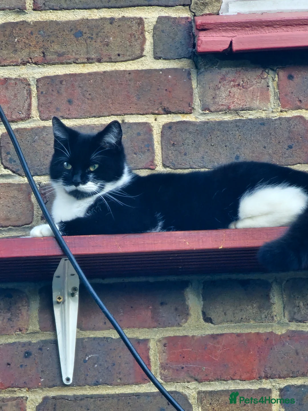 British Shorthair cats for sale: FREE ASAP 3 cats for rehoming due to moving abroad - Advert 7