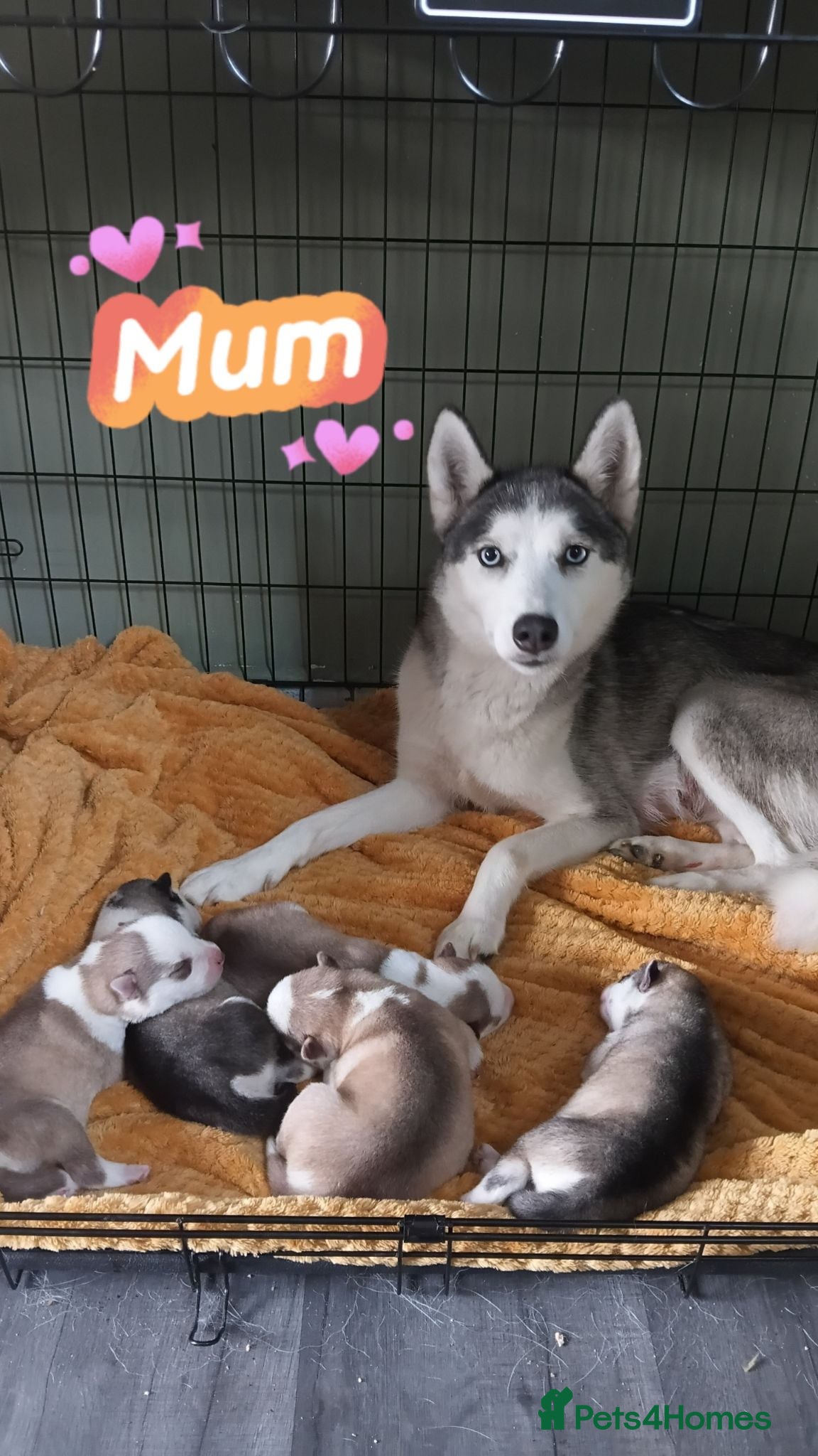 Siberian Husky dogs Siberian husky puppys - Advert 4