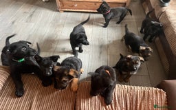 German Shepherd dogs for sale: German Shepherd puppies - Image 2