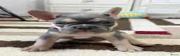 French Bulldog dogs for sale: 🌟Last 4 Exceptional French Bulldogs- Ready Now!🐾 - Advert 27