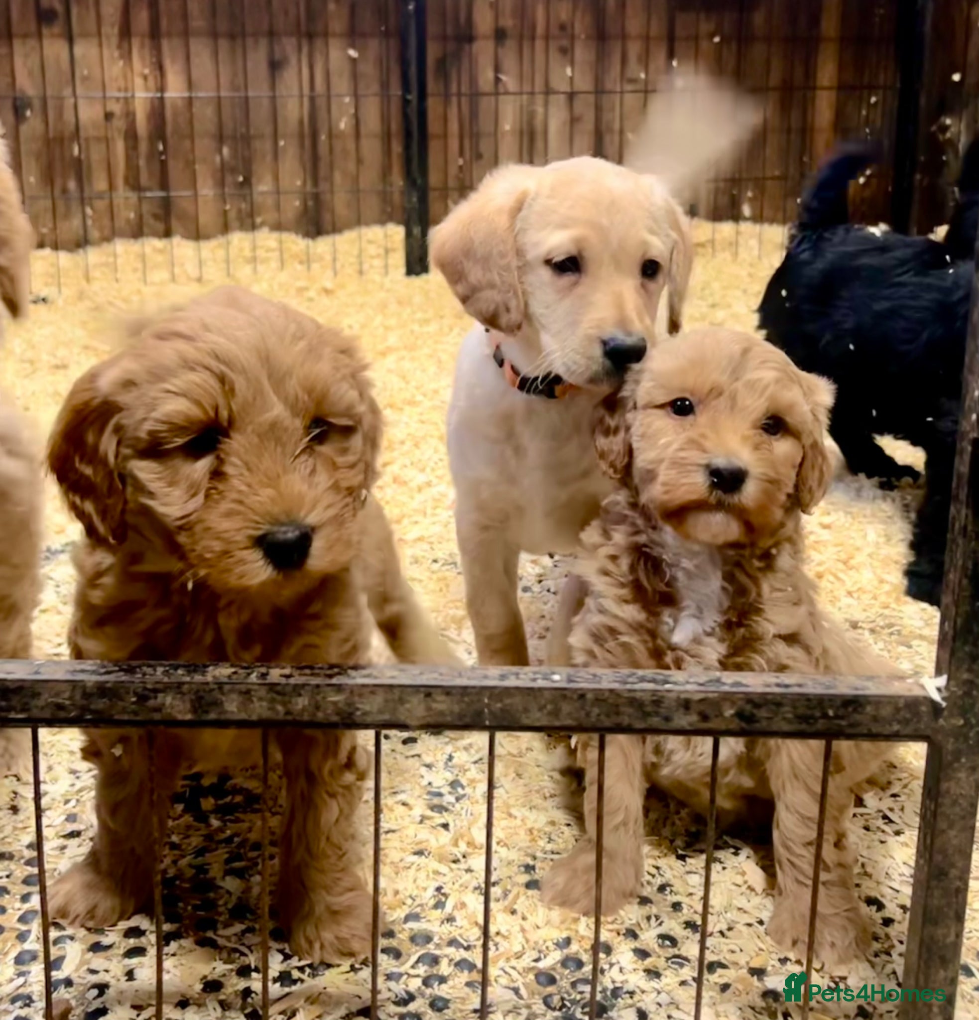 Labradoodle dogs Miniature Labradoodle Puppies - Advert 2