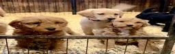 Labradoodle dogs for sale: Miniature Labradoodle Puppies - Advert 10