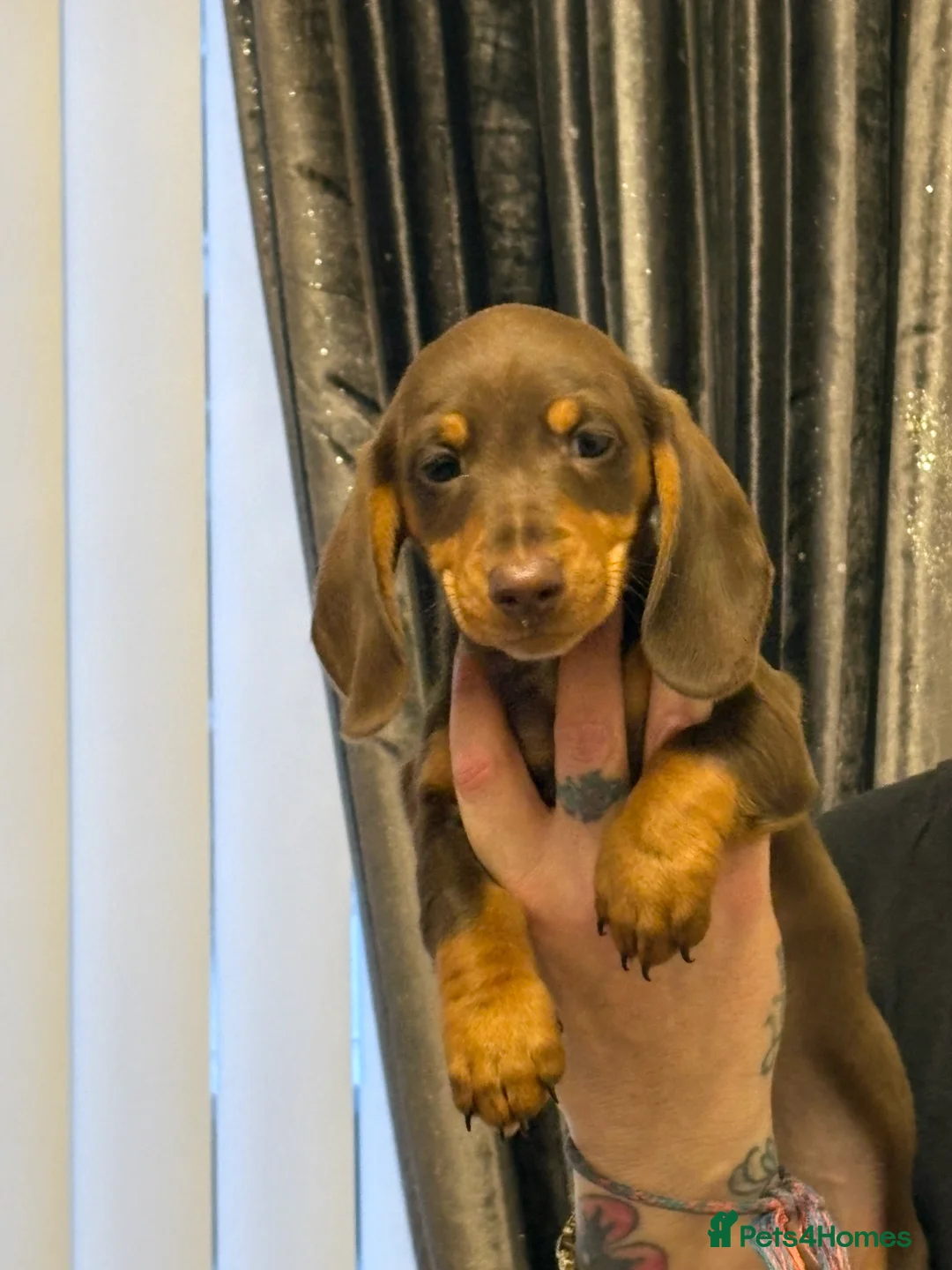 Miniature Dachshund dogs for sale: Miniature dachshund  - Advert 3