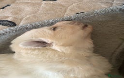 German Shepherd dogs for sale: Stunning litter of German shepherds  - Image 10