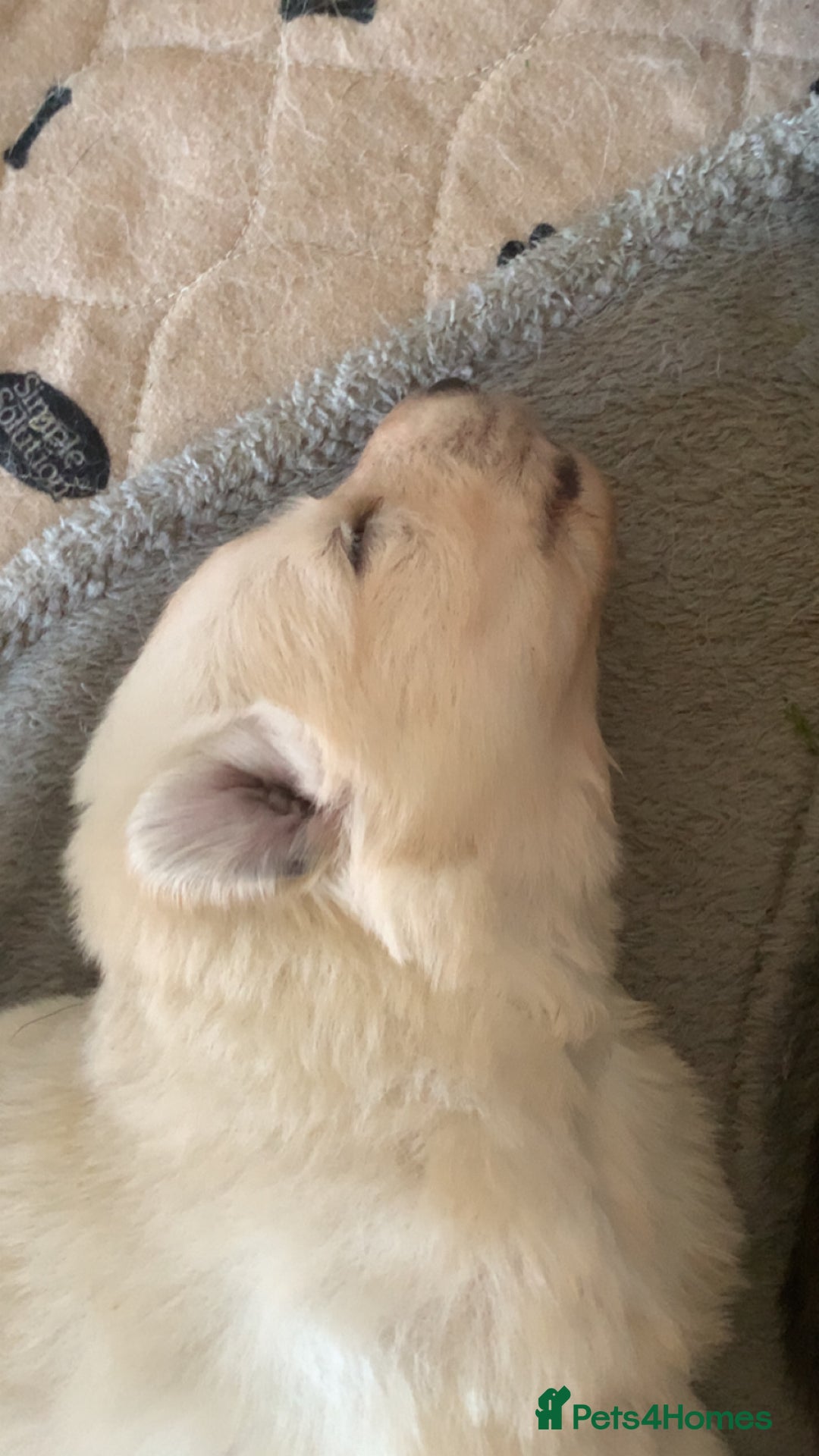 German Shepherd dogs for sale: Stunning litter of German shepherds  - Image 10