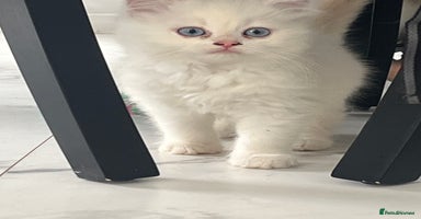 Scottish Fold cats - Advert 8
