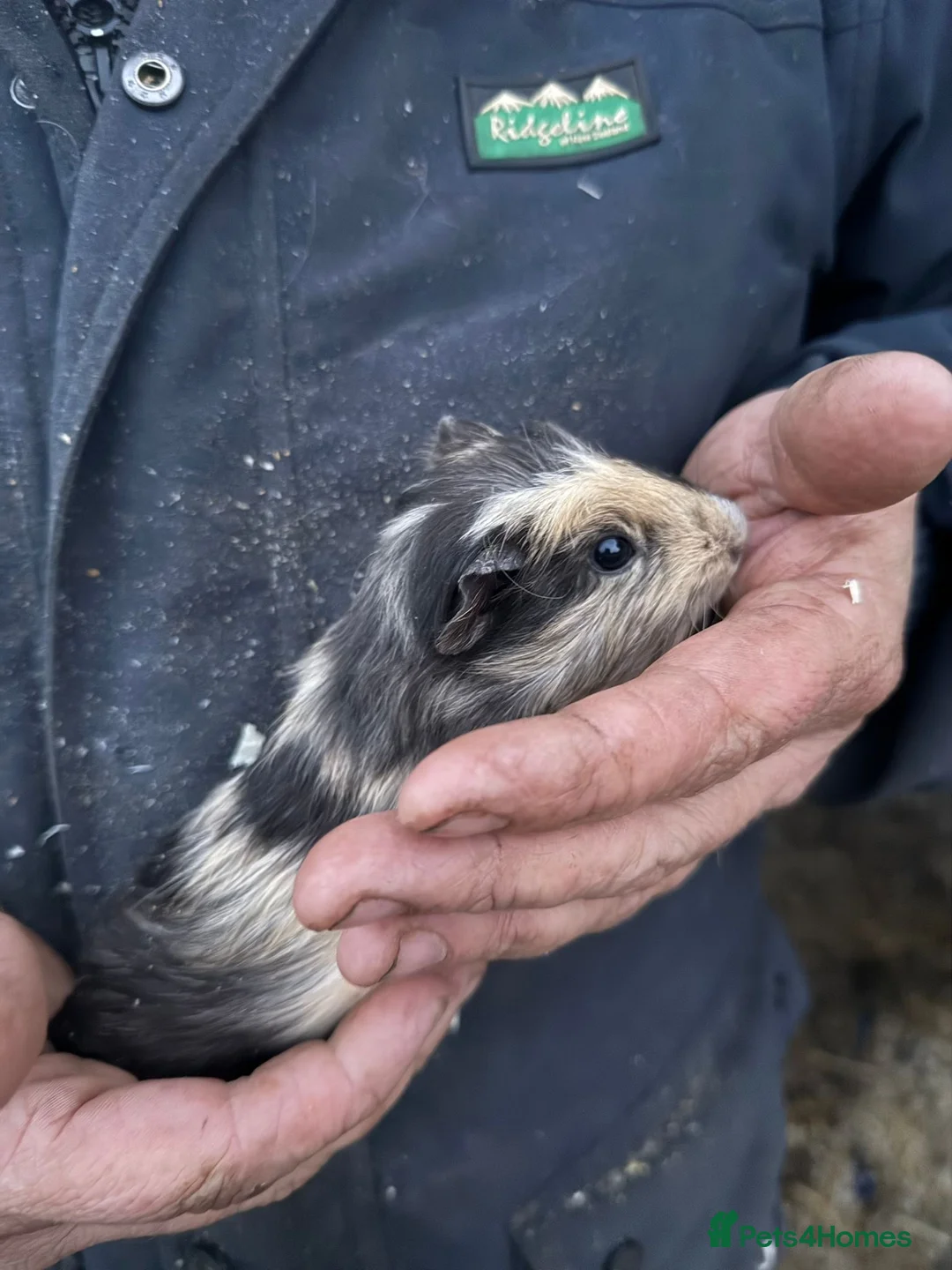 Guinea Pig rodents for sale: 20 guinea pigs for sale  - Advert 29